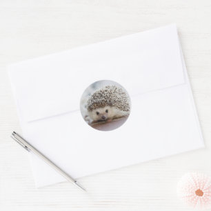 Baby egel ronde sticker