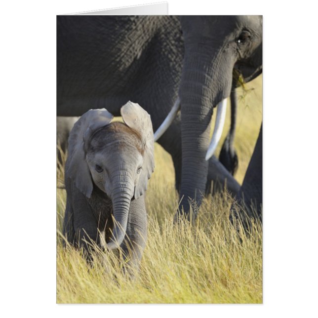 Baby Elephant (Voorkant)
