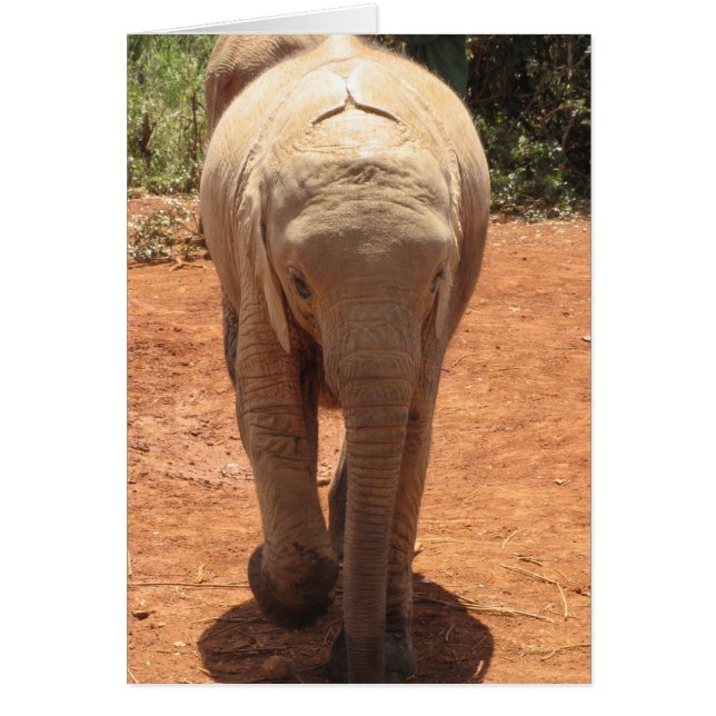 Baby Elephant (Voorkant)