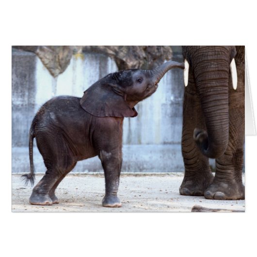 Baby Elephant (Voorkant Horizontaal)