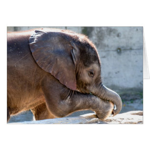 Baby Elephant afspelen