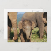 Baby Elephant Briefkaart (Voorkant / Achterkant)