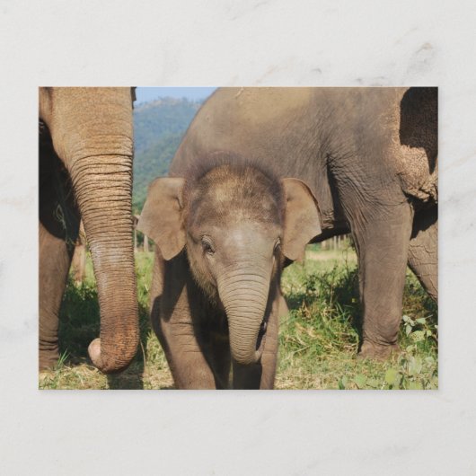 Baby Elephant Briefkaart (Voorkant)