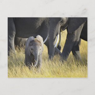 Baby Elephant Briefkaart