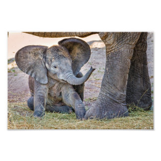 Baby Elephant Foto Afdruk