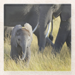 Baby Elephant Glazen Onderzetter