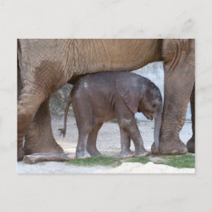 Baby Elephant Hiding onder moeder Briefkaart