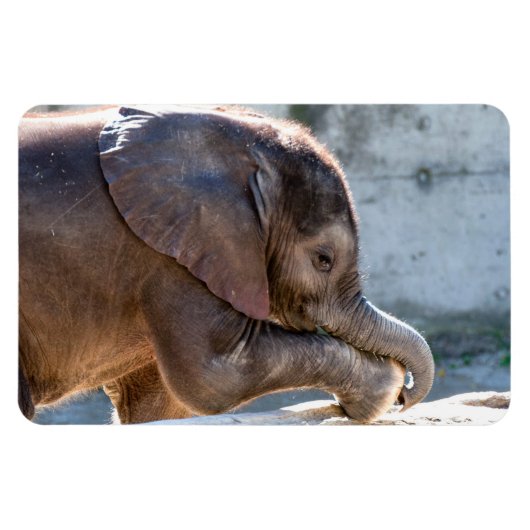 Baby Elephant Magneet (Horizontaal)