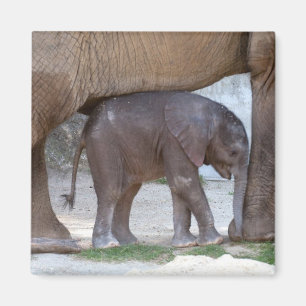 Baby Elephant Magneet