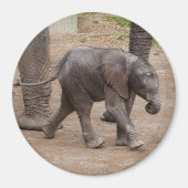 Baby Elephant Magneet (Voorkant)