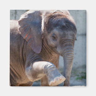 Baby Elephant Magneet