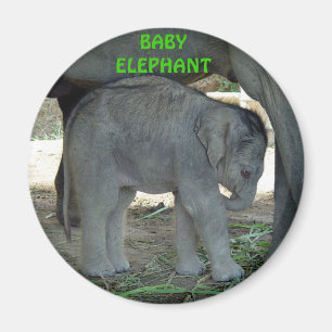 Baby Elephant Magnet Magneet