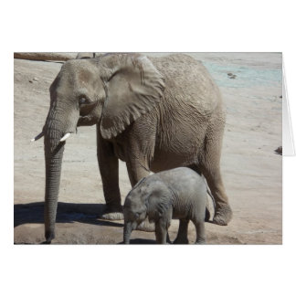 Baby Elephant met mama