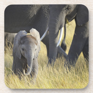Baby Elephant Onderzetter