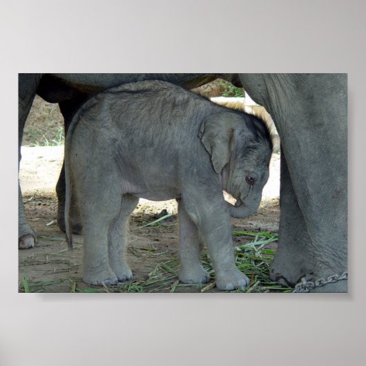 Baby Elephant Print (Voorkant)