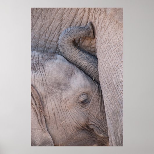 Baby Elephant Snuggles Poster (Voorkant)