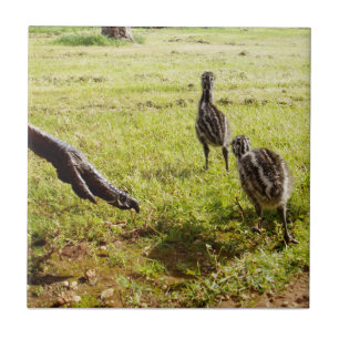 Baby emu kuikens en grote voet, tegeltje