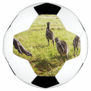 Baby emu kuikens en grote voet, voetbal