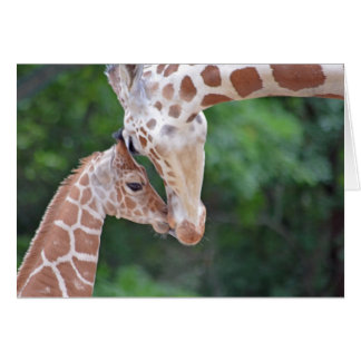 Baby en moeder Giraffe
