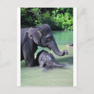 Baby- en moederolifant in de rivier briefkaart