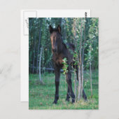 Baby- en poplaire sapling briefkaart (Voorkant / Achterkant)