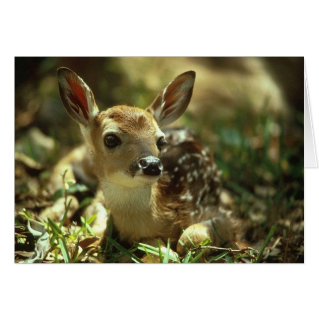Baby Fawn (Voorkant Horizontaal)