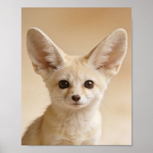 Baby Fennec Vos Portret – Mooie Dieren voor de Kin Poster