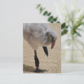 Baby Flamingo Briefkaart (Staand voorkant)