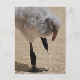 Baby Flamingo Briefkaart