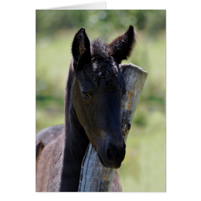 Baby foel (Voorkant)