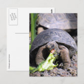 baby galapagos tortoise briefkaart (Voorkant / Achterkant)