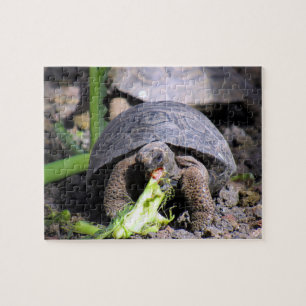 baby galapagos-tortoseetend legpuzzel