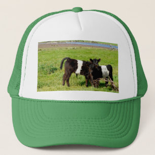 Baby Galloway Calves, Truckers Pet
