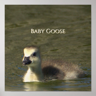 Baby Gans Foto Poster