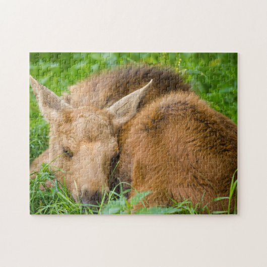 Baby gans slapen in gras, baby Animal Legpuzzel (Horizontaal)
