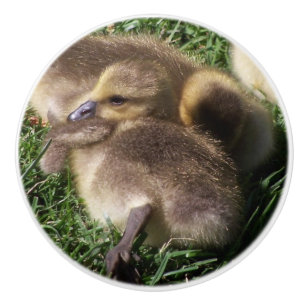 Baby ganzen die vogels houden in het wild keramische knop