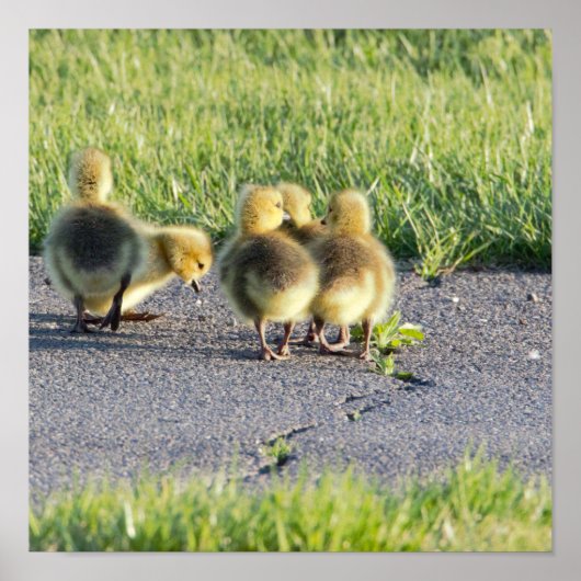 Baby Geese Foto Poster (Voorkant)