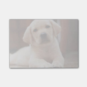 Baby gele Labrador Puppy Dog op Belly Post-it® Notes