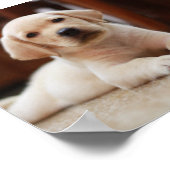 Baby gele Labrador Puppy Dog op Belly Poster (Hoek)