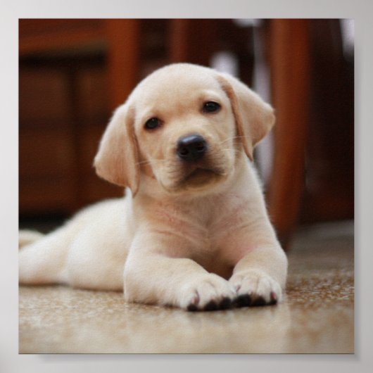Baby gele Labrador Puppy Dog op Belly Poster (Voorkant)