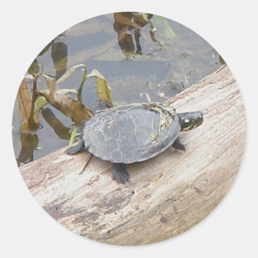 Baby geschilderde schildpad Stickers (Voorkant)