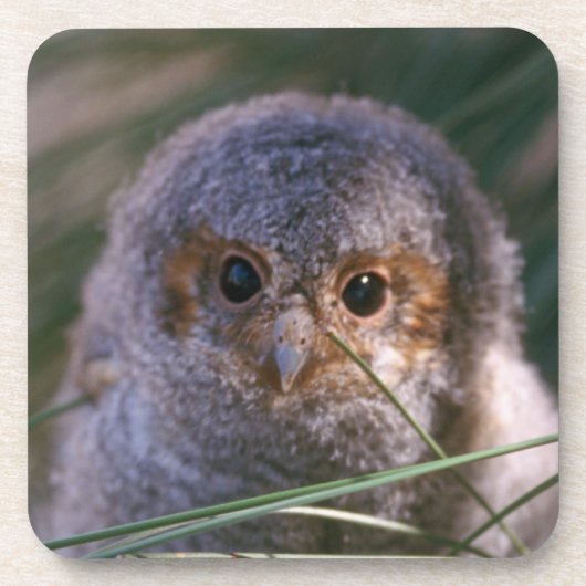 Baby Gevlammde Owl Onderzetter (Voorkant)