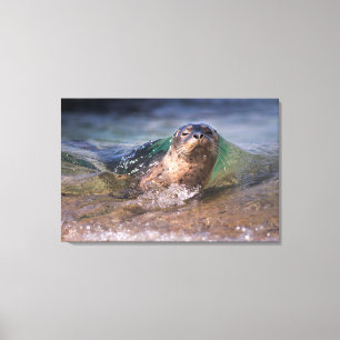 Baby Gewone Zeehond Canvas Afdruk