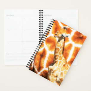 Baby Giraffe