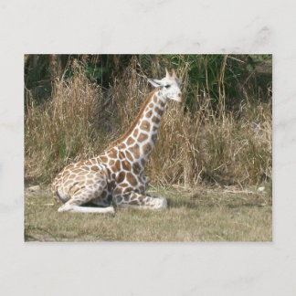 Baby Giraffe Briefkaart
