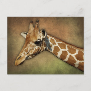 Baby Giraffe Briefkaart