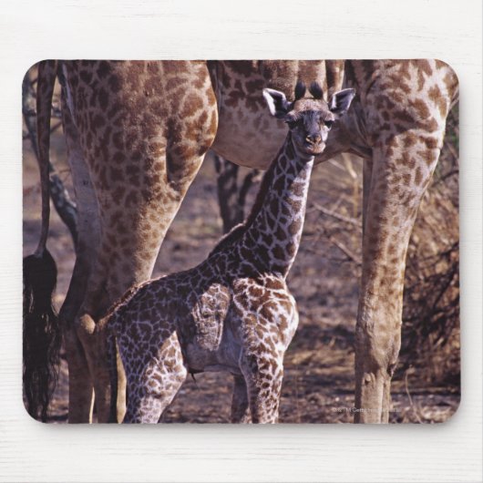 Baby giraffe en moeder, Tanzania Muismat (Voorkant)