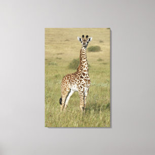 Baby Giraffe in Nairobi Canvas Afdruk
