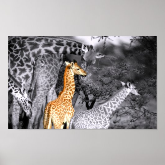 Baby Giraffe Poster (Voorkant)