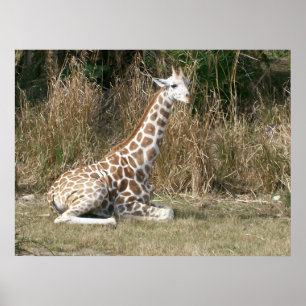 Baby Giraffe Poster